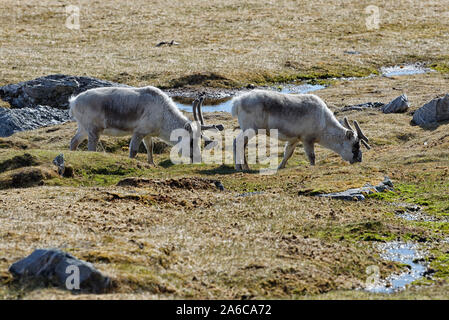 Zwei Spitzbergen-Rene (Rangifer tarandus platyrhynchus) äsen in der Tundra, Spitzbergen, Norwegen. Due renna delle Svalbard alimentazione su tundra vegetazione. Foto Stock