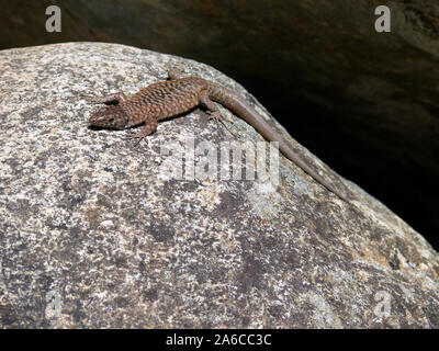 Bedriaga rock lizard, Tyrrhenische Gebirgseidechse, Archaeolacerta bedriagae, tirrén hegyigyík, Corsica, Francia, Europa Foto Stock