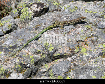 Bedriaga rock lizard, Tyrrhenische Gebirgseidechse, Archaeolacerta bedriagae, tirrén hegyigyík, Corsica, Francia, Europa Foto Stock