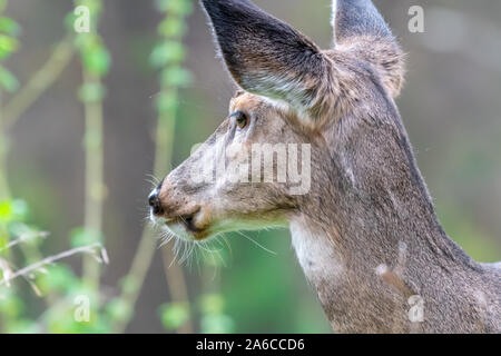 Un primo piano di una femmina bianca-tailed deer doe (Odocoileus virginianus) nel Michigan, Stati Uniti d'America. Foto Stock