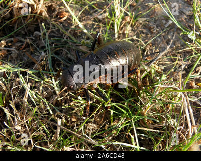 Bronzo boccola ghiandolare-cricket, Bradyporus dasypus, tüskéslábú pozsgóc, Grece, Europa Foto Stock