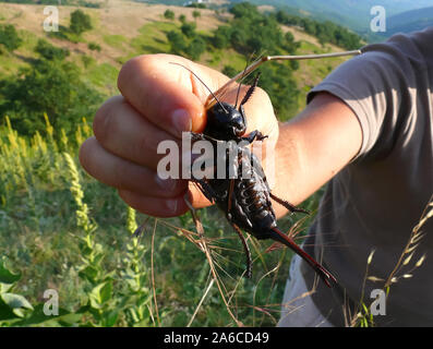 Bronzo boccola ghiandolare-cricket, Bradyporus dasypus, tüskéslábú pozsgóc, Grece, Europa Foto Stock