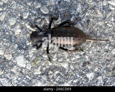 Bronzo boccola ghiandolare-cricket, Bradyporus dasypus, tüskéslábú pozsgóc, Grece, Europa Foto Stock