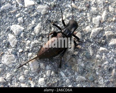 Bronzo boccola ghiandolare-cricket, Bradyporus dasypus, tüskéslábú pozsgóc, Grece, Europa Foto Stock