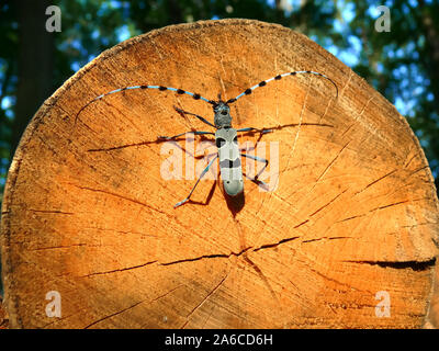 Rosalia longicorn, Alpine longhorn beetle, Alpenbock Rosalia alpina, havasi cincér, montagna Bakony, Ungheria, Magyarország, Europa Foto Stock