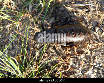 Bronzo boccola ghiandolare-cricket, Bradyporus dasypus, tüskéslábú pozsgóc, Grece, Europa Foto Stock