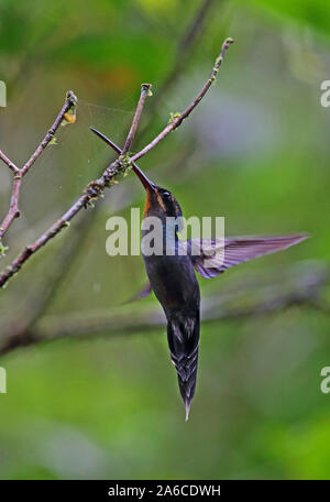 Eremita verde (Phaethornis guy) maschio adulto in bilico tenendo spider dal centro della tettoia web Lodge, El Valle, Panama Ottobre Foto Stock
