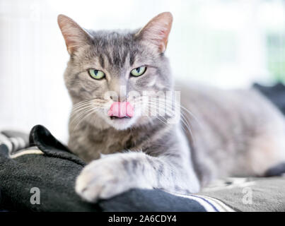 Un grigio tabby domestico gatto Shorthair leccare le sue labbra Foto Stock