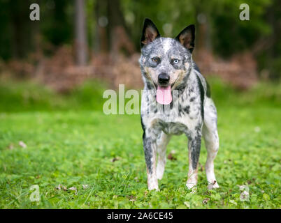 Un felice Miniature pinscher con heterochromia nei suoi occhi, in piedi all'aperto e ansimando Foto Stock