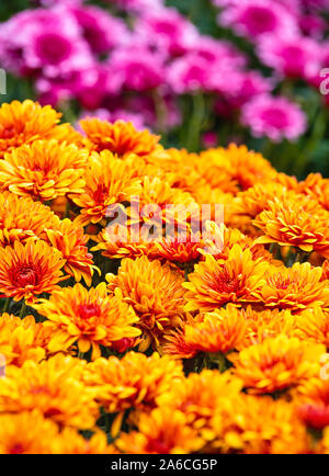 Colorato la mamma o crisantemo fiori per la vendita in autunno Foto Stock