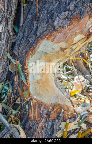 Tronco di albero di Cottonwood di foglia stretta masticato severamente da Beaver nordamericano, roccia del castello Colorado Stati Uniti. Foto scattata nel mese di ottobre. Foto Stock