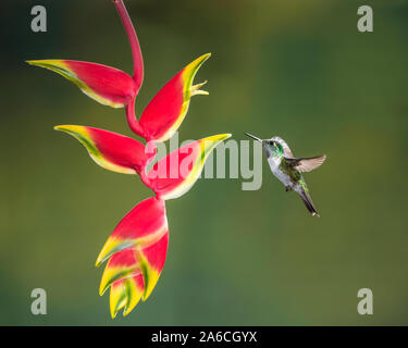 Un maschio bianco-panciuto Mountain-gem Hummingbird, Lampornis hemileucus, approcci di una aragosta tropicale Heliconia artiglio per alimentare in Costa Rica. Foto Stock