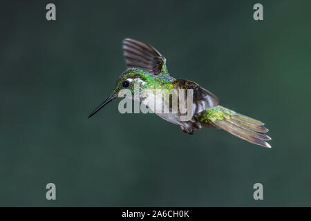 Un maschio bianco-panciuto Mountain-gem Hummingbird, Lampornis hemileucus, fotografato in volo ad alta velocità flash in Costa Rica. Foto Stock