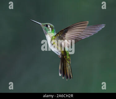 Un maschio bianco-panciuto Mountain-gem Hummingbird, Lampornis hemileucus, fotografato in volo ad alta velocità flash in Costa Rica. Foto Stock