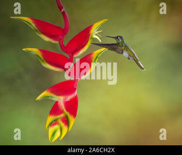 Un maschio bianco-panciuto Mountain-gem Hummingbird, Lampornis hemileucus, approcci di una aragosta tropicale Heliconia artiglio per alimentare in Costa Rica. Foto Stock