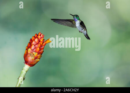 Un maschio bianco-panciuto Mountain-gem Hummingbird, Lampornis hemileucus, si avvicina a un costo tropicale Fiore al mangime in Costa Rica. Foto Stock