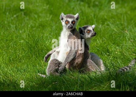 Due ring-tailed lemuri sono seduto accanto a ogni altra in un prato. Foto Stock