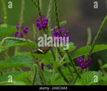 Un Black-crested Coquette Hummingbird - Lorphonis helenae - alimenta il nettare da Giamaica Vervain e pollinates fiori come alimenta. Foto Stock