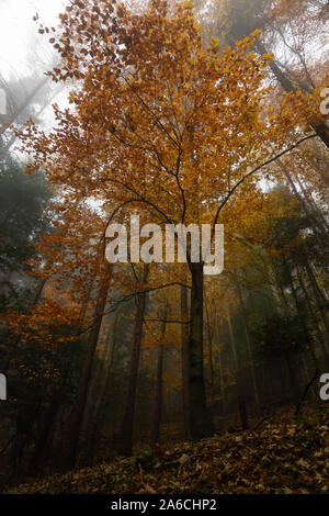 Foresta di autunno in Pieniny mountains, Polonia Foto Stock