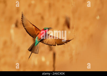 Bellissimo uccello rosso - Sud del Carmine gruccione - Merops nubicus nubicoides battenti e seduti sulle loro colonia nidificazione in Mana Pools Zimbabwe, Africa. Foto Stock