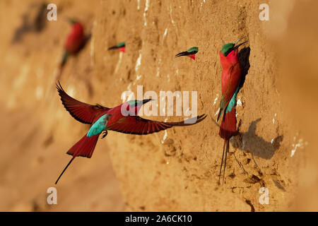 Bellissimo uccello rosso - Sud del Carmine gruccione - Merops nubicus nubicoides battenti e seduti sulle loro colonia nidificazione in Mana Pools Zimbabwe, Africa. Foto Stock