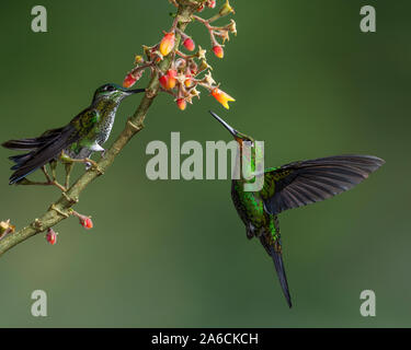 Una femmina verde-incoronato Hummingbird brillante, Heliodoxa jacula, protegge il suo punto di alimentazione da un maschio in Costa Rica. Foto Stock