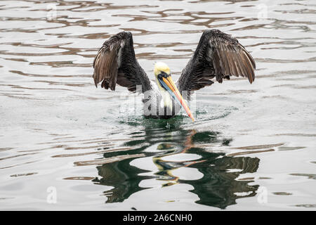 Pelican battenti su barche da pesca nella città costiera di Ica in Perù Sud America Foto Stock