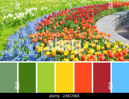 Corrispondenza colore tavolozza dai tulipani in primavera, aiuola di fiori colorati con tulipani e giacinto nel parco all'aperto Foto Stock