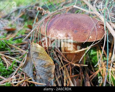 Funghi porcini in erba secca con aghi di pino, close-up su edulis o porcini varietà di funghi commestibili Foto Stock