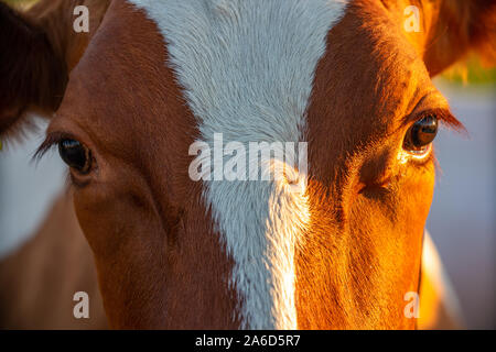 Fronte heasdshot chiudere l immagine di una mucca ranch di bestiame Foto Stock