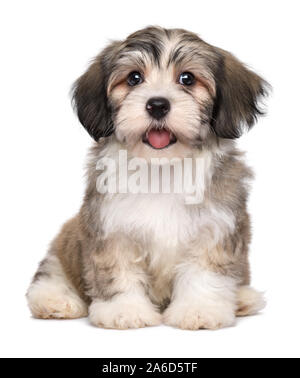 Bella poco sorridente havanese cucciolo di cane è seduta frontale e guardando la telecamera - isolato su sfondo bianco Foto Stock