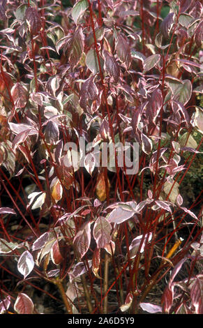 CORNUS ALBA 'SIBIRICA VARIEGATA' (rosso-abbaiato, bianco o siberiano sanguinello) ) Foto Stock