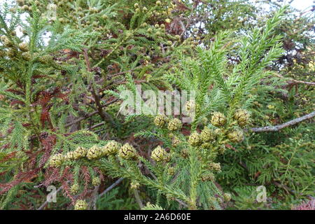 Herbststimmung im Kurpark - Sicheltanne (Cryptomeria japonica), Sugi oder Japanische Zeder - Zweige und Zapfen, Bad Bevensen, Niedersachsen, Deutschla Foto Stock