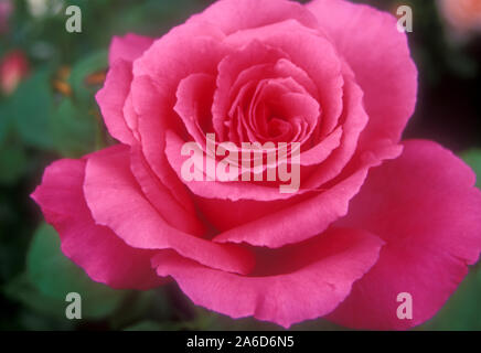 CLOSE-up di un rosa rosa (Rosa FLORIBUNDA) in fiore. Foto Stock