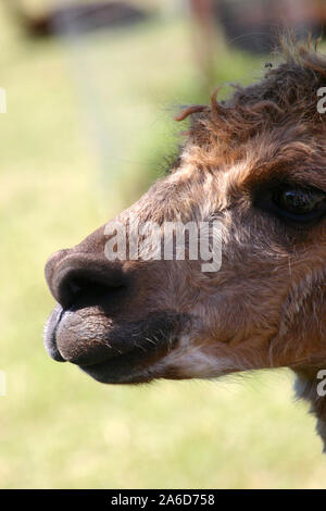 Colpo alla testa di un LLAMA (LAMA GLAMA) Nuovo Galles del Sud, Australia Foto Stock