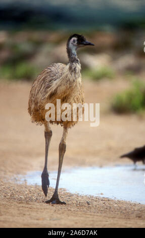 EMU (DROMAIUS NOVAEHOLLANDIAE) accanto a un foro per l'acqua, EUCLA NATIONAL PARK, Australia occidentale Foto Stock