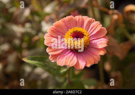 Immagine macro di un fiore della specie Zinnia elegans di colore rosa su sfondo non focalizzato di colori verde Foto Stock