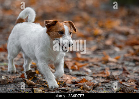 Jack Russle Terrier in un parco tra foglie di autunno. Foto Stock