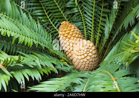 Il Zamiaceae sono una famiglia di cicadee che sono superficialmente palm o fern-simili. Foto Stock