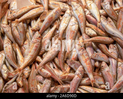 Fagiolo pesci di close-up. Fisherman fotografata al contatore. Foto Stock