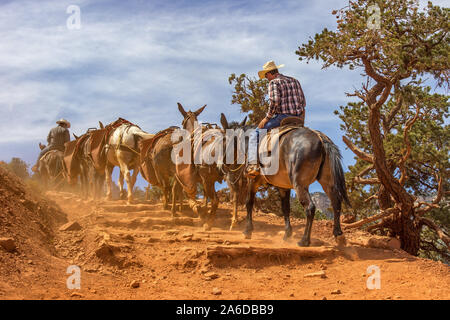 I cowboys che portano un mulo di treno sulla South Kaibab Trail nel Grand Canyon Foto Stock