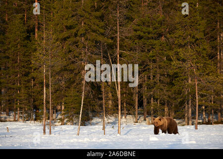 Bella orso bruno passeggiate nella neve nel tardo inverno. Fotografato in Finlandia. Foto Stock