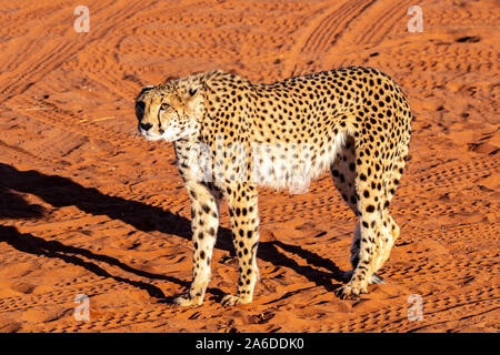 Il famoso ghepardo (Acinonyx jubatus) di Namibia Foto Stock