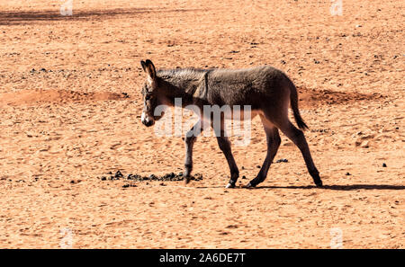 La fauna selvatica nel deserto del Kalahari, Namibia, Africa Foto Stock