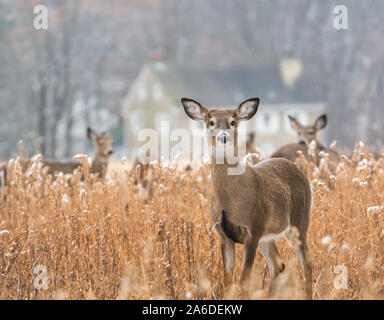 Allevamento di white-tailed deer (Odocoileus virginianus), close-up di Cold Winter di mattina Foto Stock