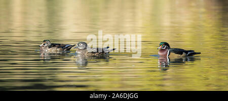 Un anatra di legno giovane e un bambino in legno piscina d'anatra in uno stagno in Spokane Washington. Foto Stock