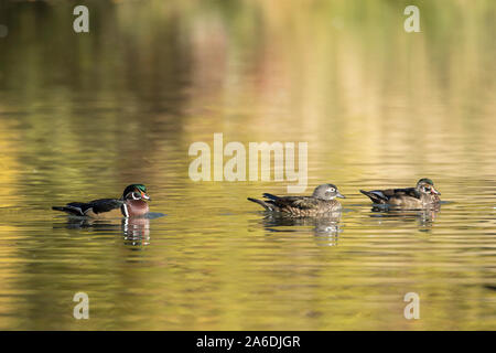 Un anatra di legno giovane e un bambino in legno piscina d'anatra in uno stagno in Spokane Washington. Foto Stock