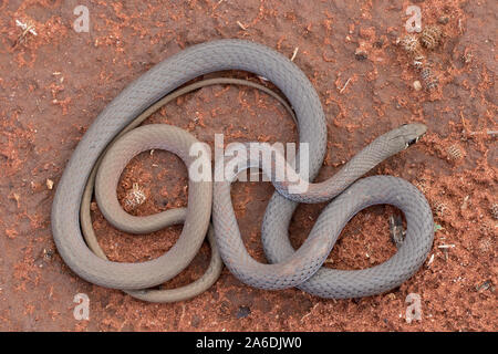 Giallo-di fronte frusta Snake Foto Stock