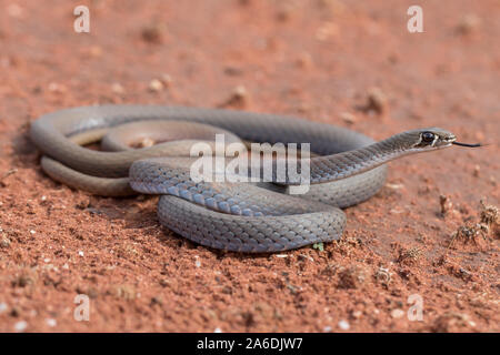 Giallo-di fronte frusta Snake Foto Stock