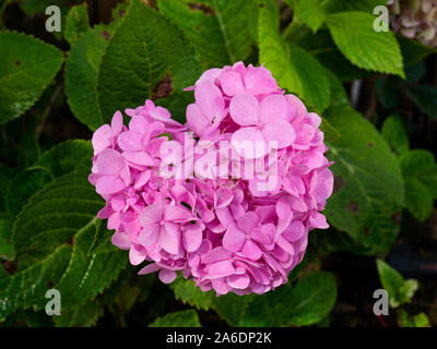 Fiore rosa a forma di cuore, cuore fiore con foglie verdi Foto Stock